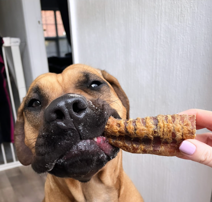 Natural Dog Treats in 2023: The 10 Healthiest Choices for Your Pooch