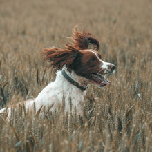 Load image into Gallery viewer, Ultimate Dog Photoshoot Package
