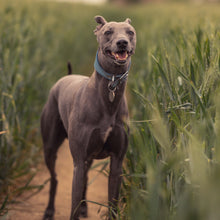 Load image into Gallery viewer, Ultimate Dog Photoshoot Package
